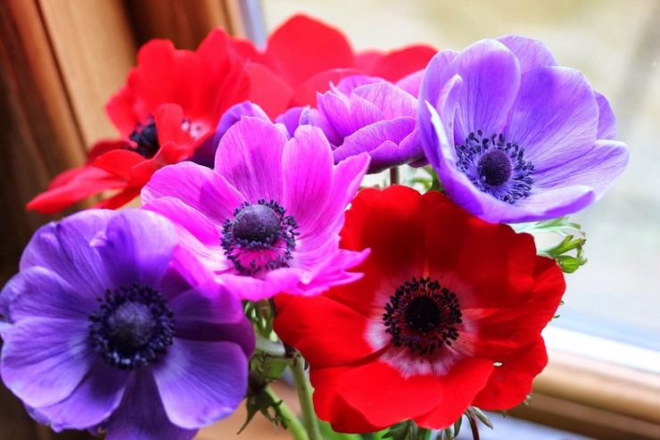 Zimske tjeraju anemone