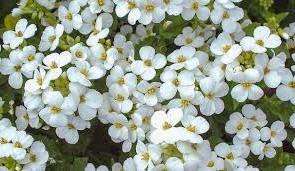 Alpine Arabis è anche popolare tra i giardinieri, che attrae con la fioritura precoce - ad aprile. Un'altra specie: Ferdinand Kobursky si trova spesso negli orti. Fiorisce a maggio e si differenzia dalle altre specie per la forma delle foglie.