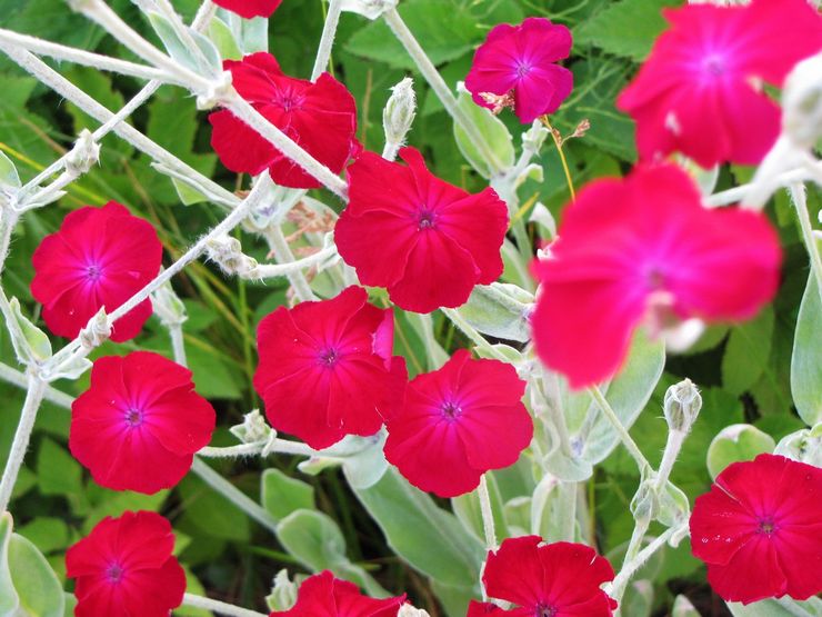 couronne de Lychnis