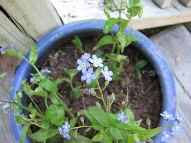 Existem várias maneiras de criar miosótis. A maneira mais fácil de obter novos rebentos de flores é com sementes.