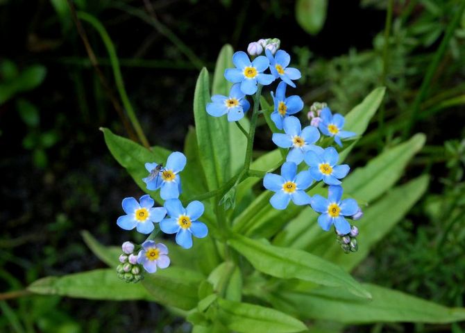 Não me esqueça. Cultivar e cuidar de flores não-me-esqueças. Plantio e reprodução. Descrição, tipos