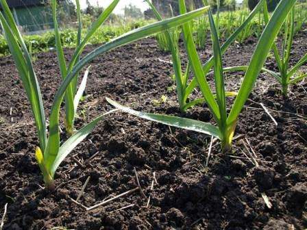 En avril, de bonnes pousses vertes apparaissent dans le jardin d'ail. Il est temps de desserrer le lit. Cela donnera une impulsion à la croissance rapide des plantes. Pendant la formation de l'oignon, l'ail a besoin d'une nutrition supplémentaire.