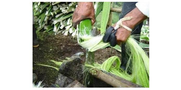 come è fatto il sisal?