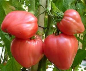 Tomate Grandee: avis, photos, rendement, caractéristiques