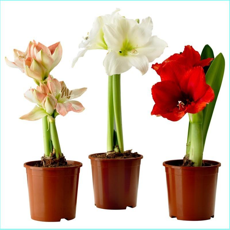 Amaryllis belladonna vă va înveseli interiorul bucătăriei