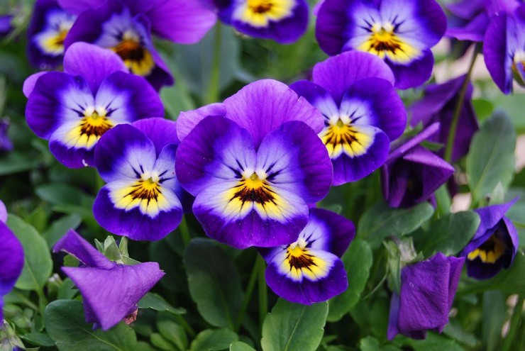 Cvijeće viole - sadnja i njega na otvorenom polju. Uzgoj viole iz sjemena, metode razmnožavanja. Opis, vrste. Fotografija